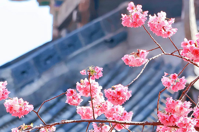 春日桐廬，花開正艷——伊頓母線桐廬之旅團建活動圓滿結(jié)束！